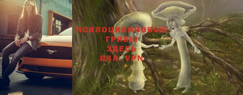 Псилоцибиновые грибы Psilocybe Беслан